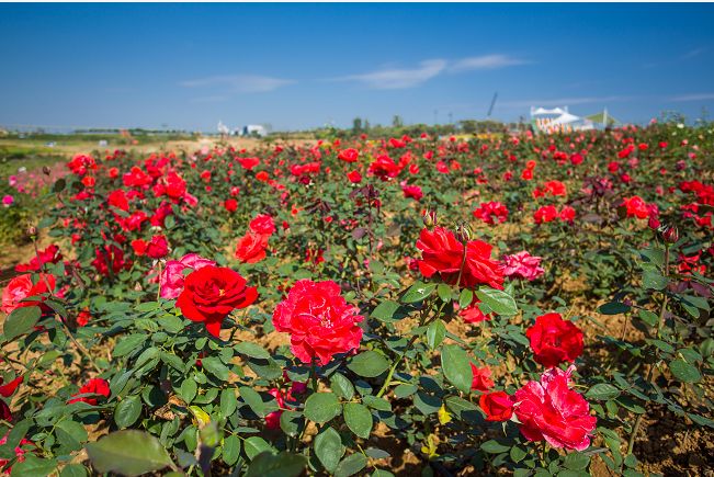 日照花仙子风景区现在能去吗,日照花仙子旅游景区2024年开放吗