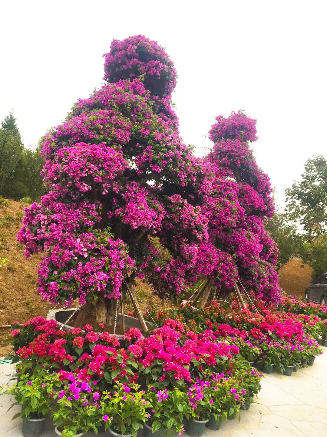 日照花仙子风景区现在能去吗,日照花仙子旅游景区2024年开放吗