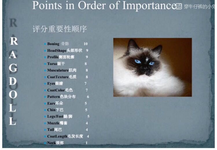 布偶猫的铲屎官们，你们饲养主子的方式对吗？