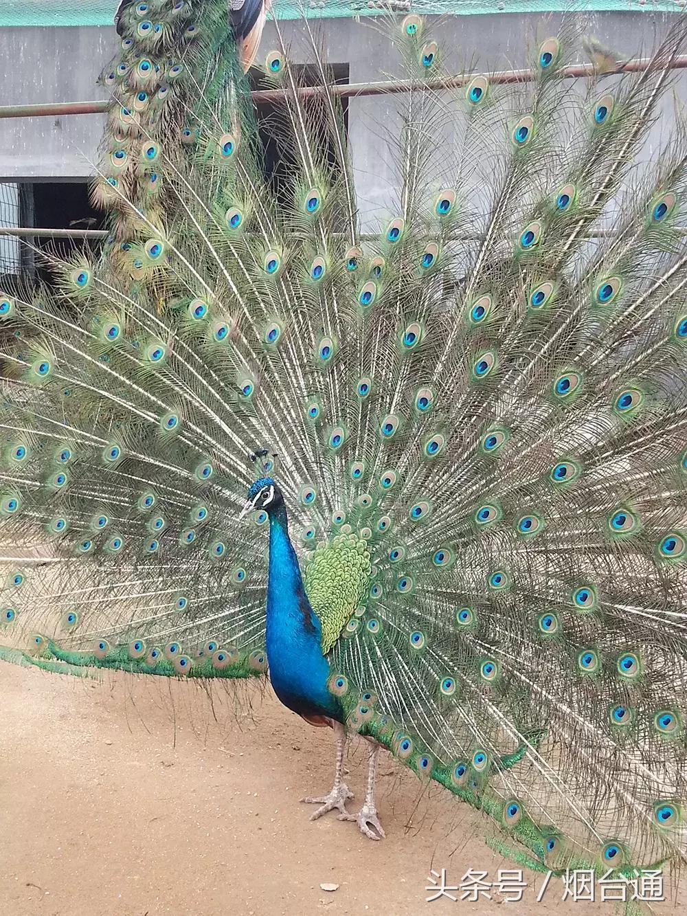 烟台十一景区免费游玩,十一假期旅游推荐烟台游乐场