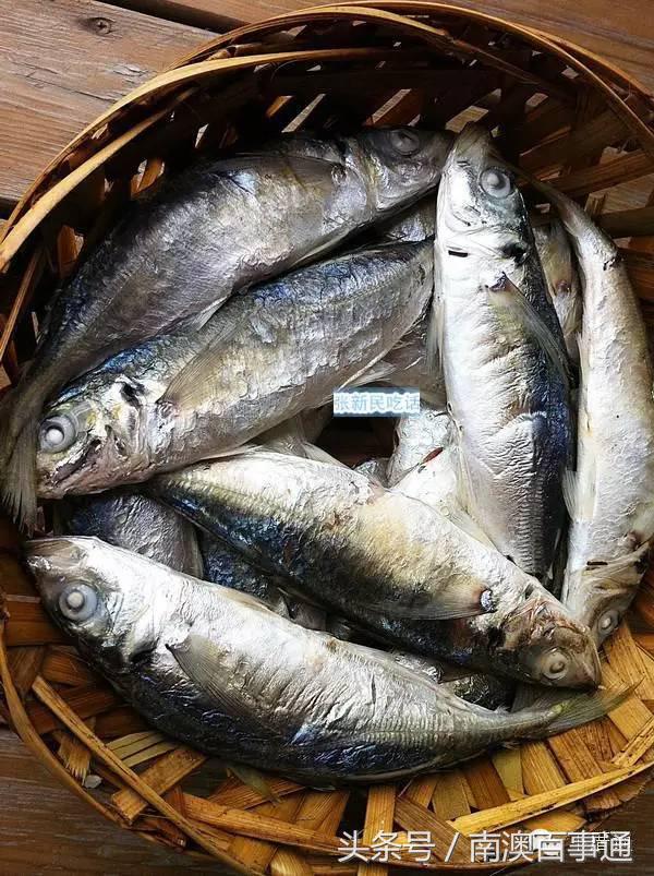 潮汕说的熟鱼和巴浪鱼有什么区别,巴浪鱼只有闽南粤东才有吗