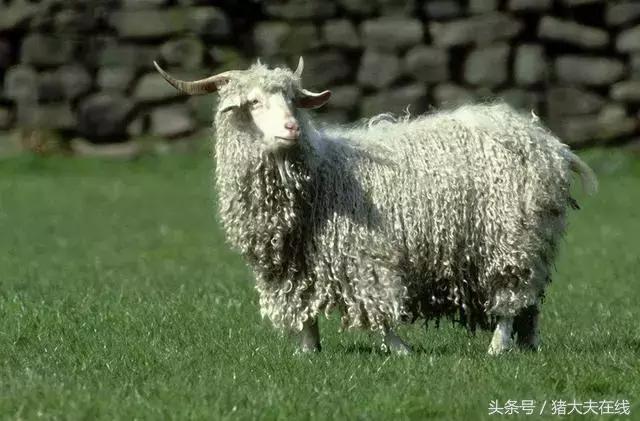 这么多羊看看你养的是哪一种?其他的你又认识几种?