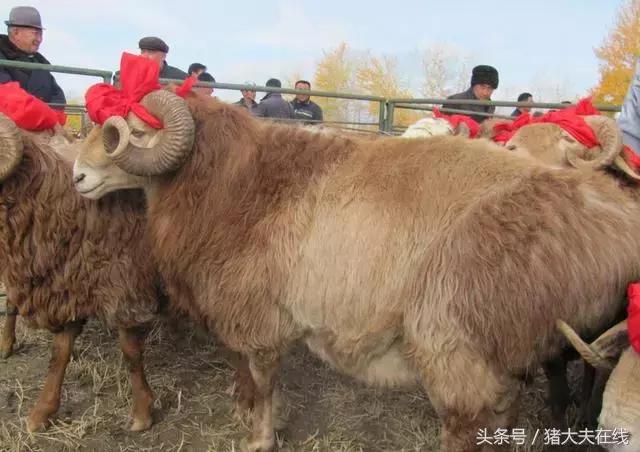 这么多羊看看你养的是哪一种?其他的你又认识几种?