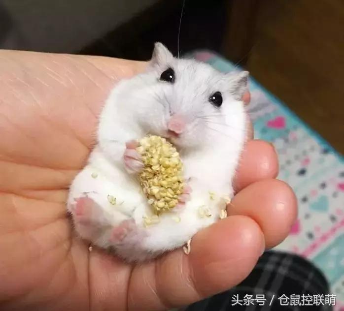 仓鼠太乱了怎么调教,如何选一只亲近人的仓鼠