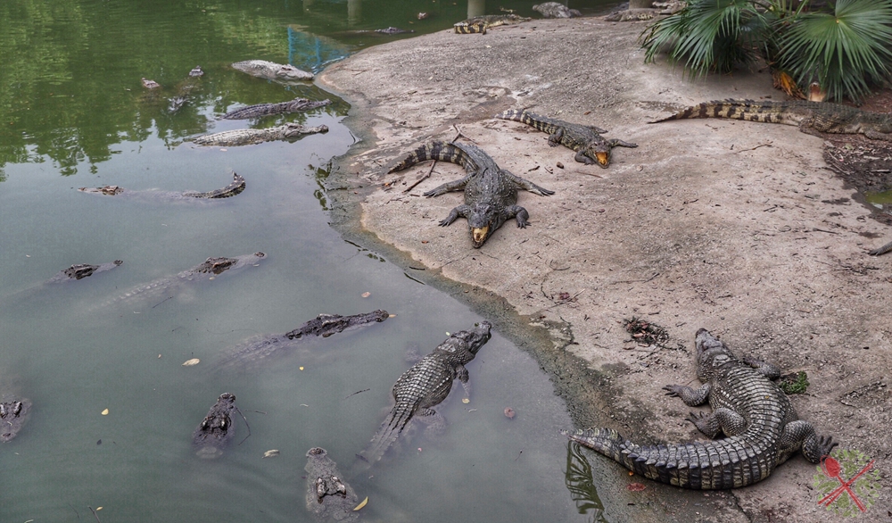 去广州长隆不住景区攻略,春节广州长隆不住园区怎么玩