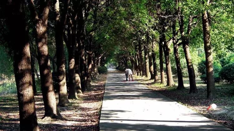 上海有个很美的公园,上海特别美而且安静的公园