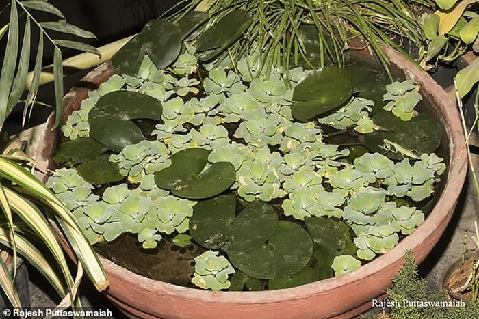 飞天螳螂和巨斧螳螂,螳螂最大可捕食什么动物