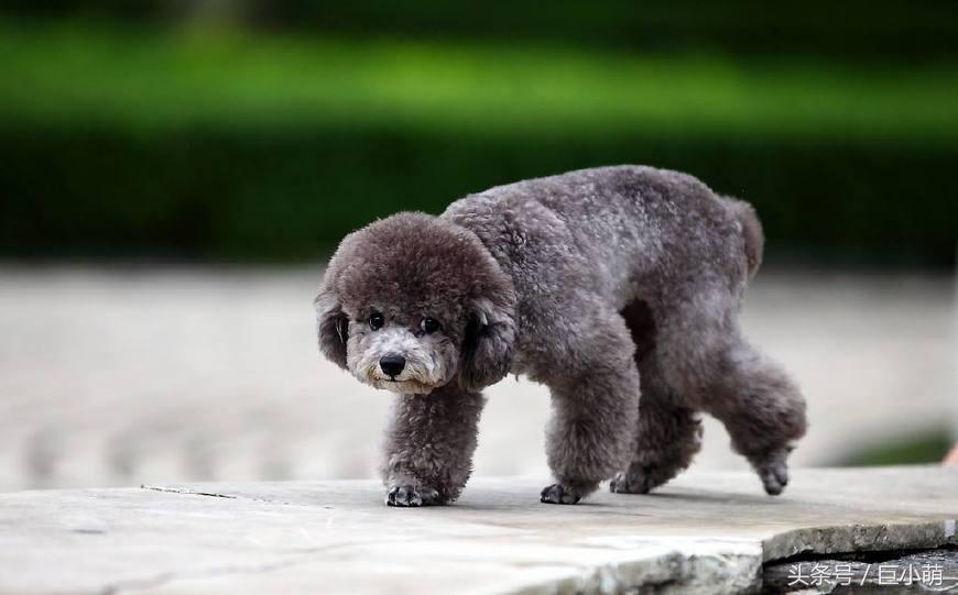 泰迪该怎么养才乖,养泰迪要知道的事