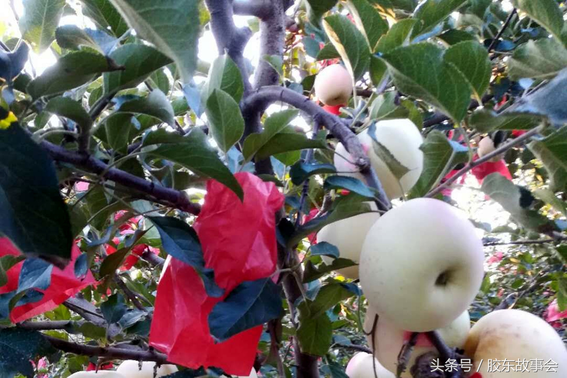 山东烟台海阳朱吴镇红富士苹果,山东海阳皇家牌红富士