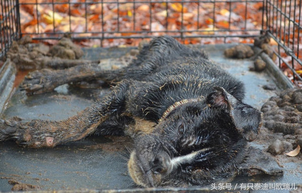 狗狗被关在笼子里咬笼子,狗狗一直被关在小小的笼子里