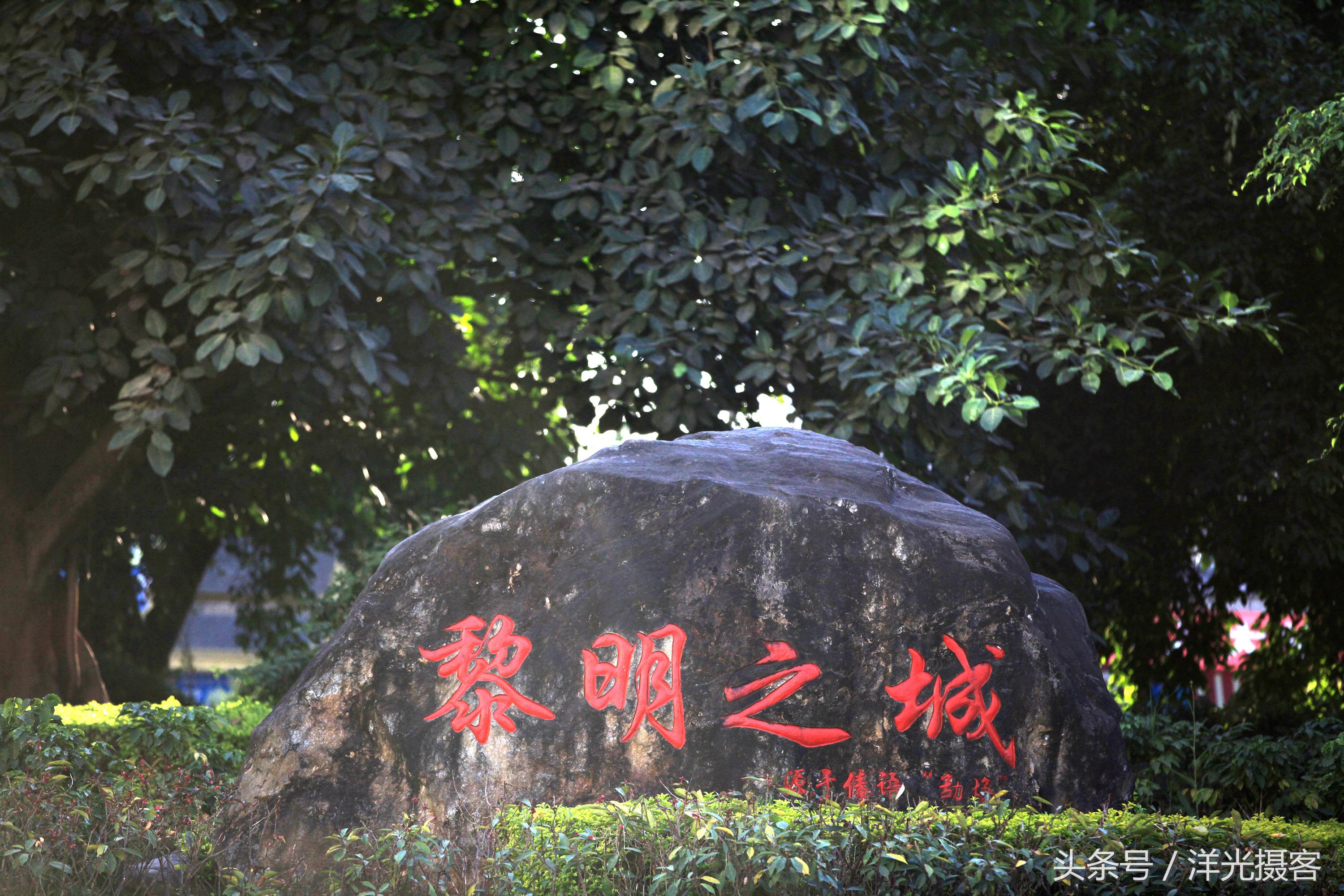 一棵树就覆盖一座国际标准足球场，这棵树是世界之最、华夏之王