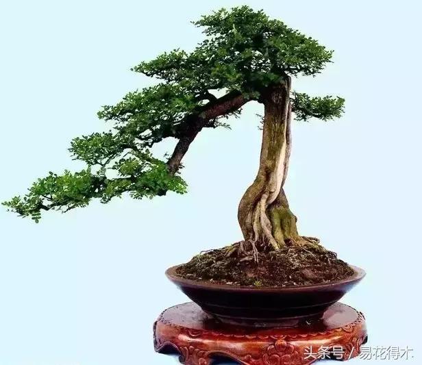 榕树落叶的原因及解决方法,榕树盆景怎样过冬不落叶