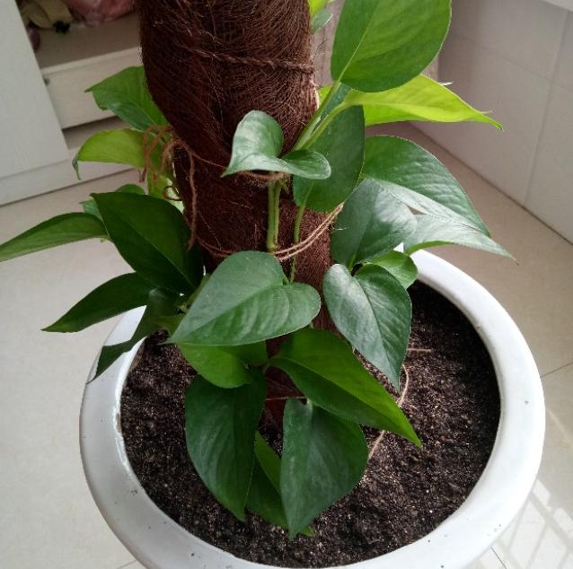 绿萝柱叶子修剪注意事项,绿萝叶子太多要不要修剪