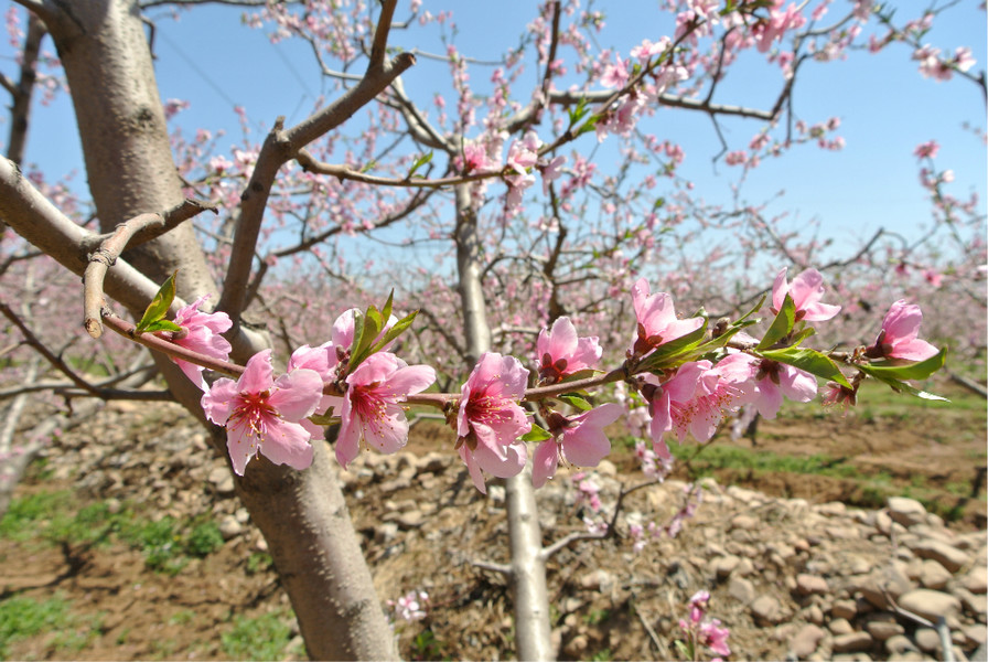 十月秋香，恭城人民带你品沙柚、尝月柿、喝油茶、逛文武庙周渭祠