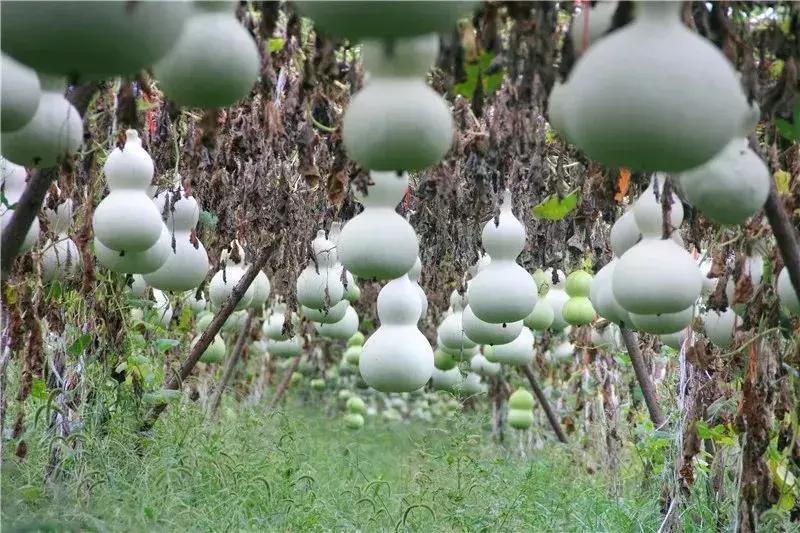种葫芦一亩能卖多少钱,种植葫芦一个能卖多少钱