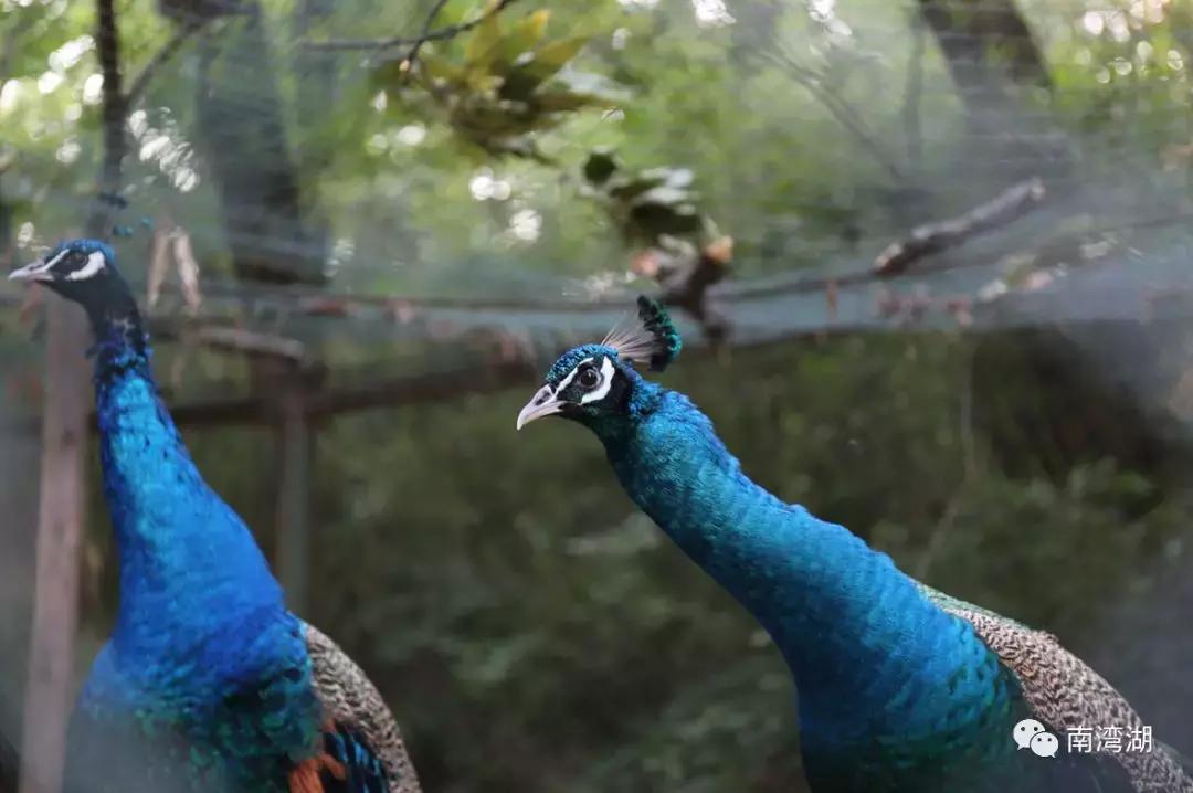 信阳十一自驾游推荐表南湾湖,十一假期旅游推荐信阳自驾游