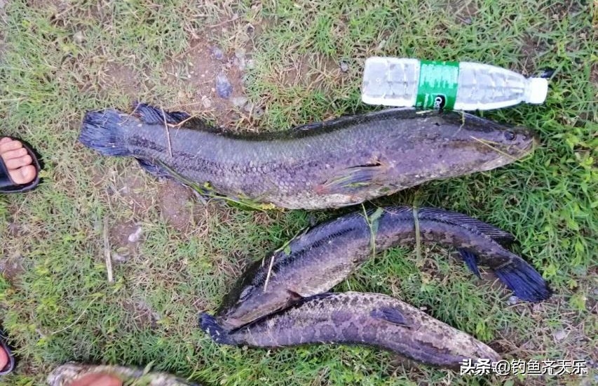 钓到大鱼被鱼咬到隐身部位,男子钓鱼被蛇咬伤