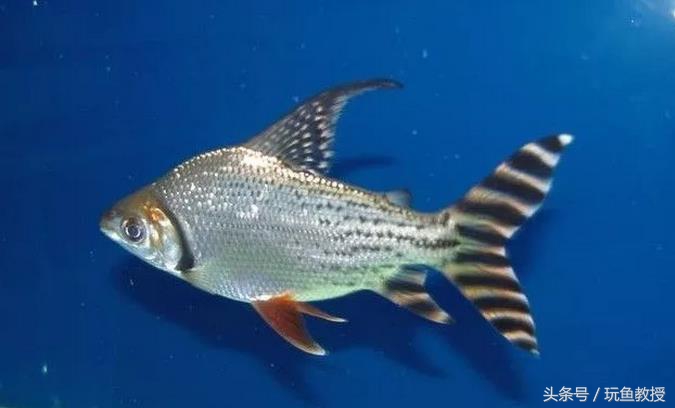 三种鱼能混养的原因有哪些,为什么不能与四种鱼混养