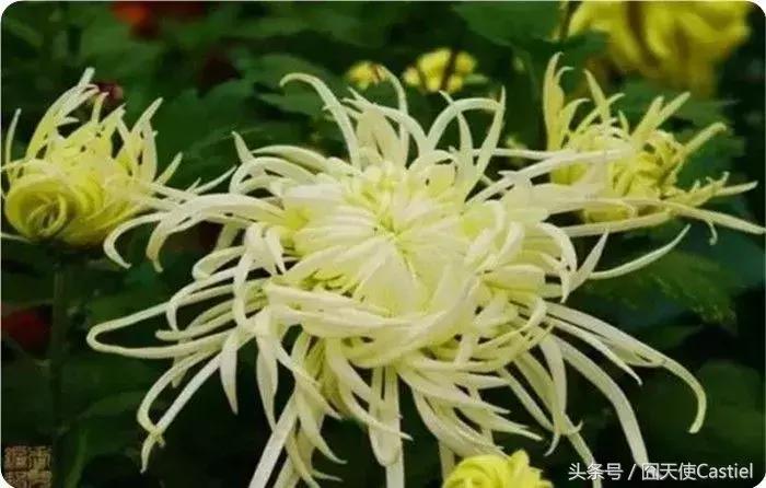 精美菊花100幅,100幅菊花国画简单