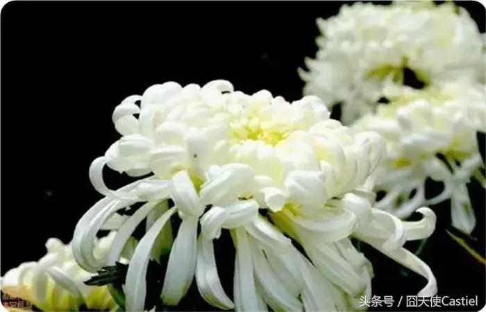 精美菊花100幅,100幅菊花国画简单