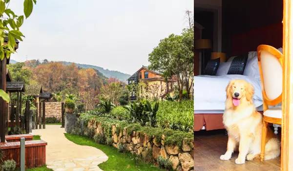 适合带着去旅行的宠物,宠物旅行攻略如何带宠物出门旅游