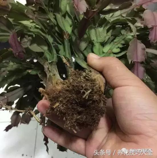 蟹爪兰长得好好的就断了怎么回事,蟹爪兰花蔫了怎么补救
