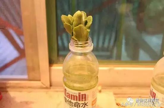 蟹爪兰长得好好的就断了怎么回事,蟹爪兰花蔫了怎么补救