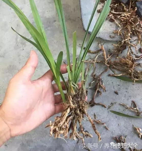 蟹爪兰长得好好的就断了怎么回事,蟹爪兰花蔫了怎么补救