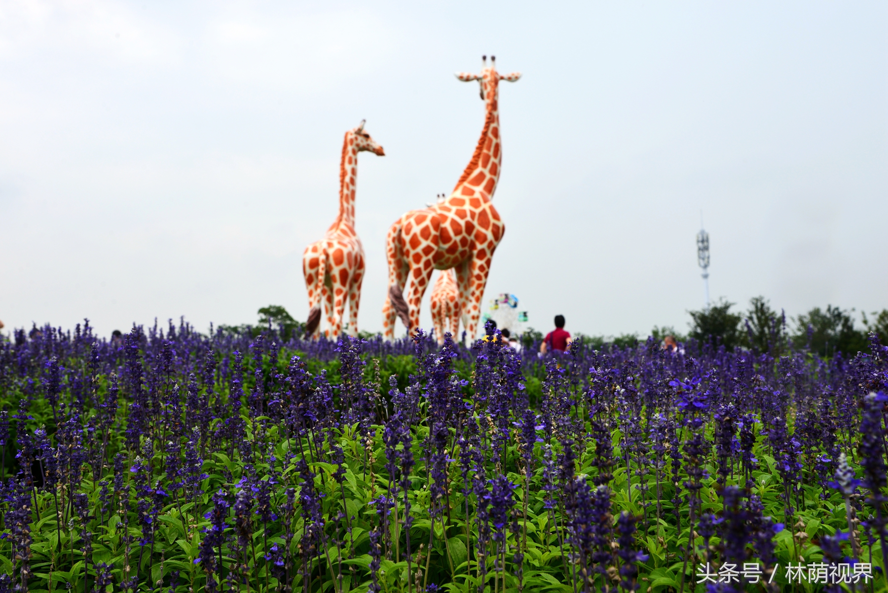 上海深度一日游,浦东金桥镇一日游