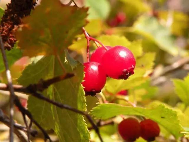 呼和浩特哪个沟秋景好,呼和浩特红石崖秋景
