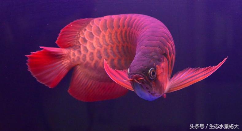 观赏鱼种类作用,什么观赏鱼寓意好