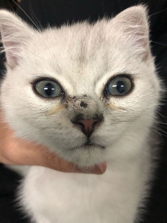 猫癣该怎么才能彻底治好,猫癣能不能彻底治愈