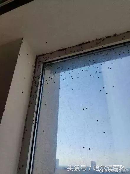 花大姐是外来入侵物种吗,花大姐来东北