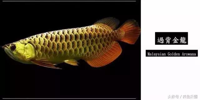 龙鱼品种大全图解,龙鱼到底是什么品种的鱼