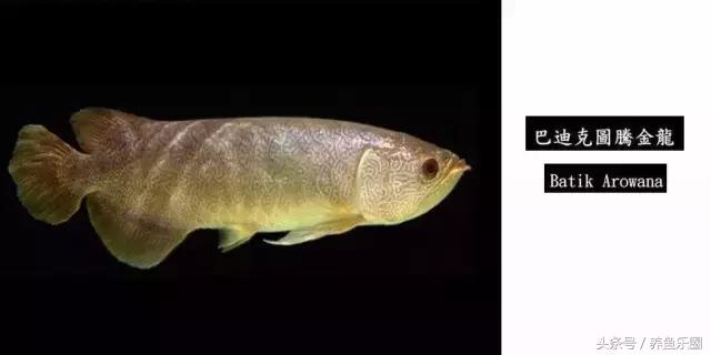 龙鱼品种大全图解,龙鱼到底是什么品种的鱼