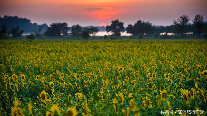 不去普罗旺斯和柬埔寨,千元飞到泰国看最美向日葵田和高棉遗址