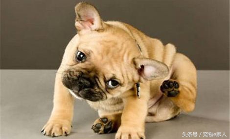 为什么给狗狗做体外驱虫,为什么给狗狗驱虫了还是频繁挠痒