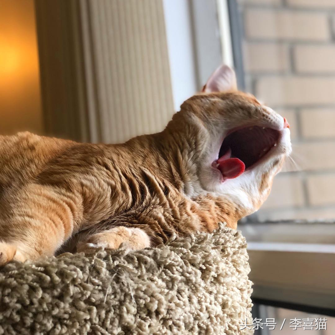 猫咪像狗一样吐舌头正常吗,猫咪怎么像狗一样吐舌头