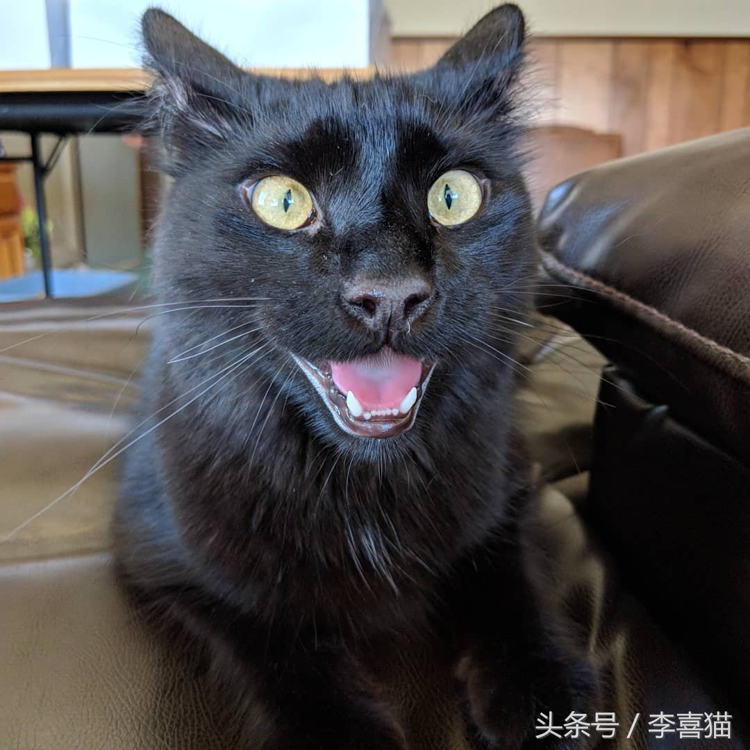 猫咪像狗一样吐舌头正常吗,猫咪怎么像狗一样吐舌头