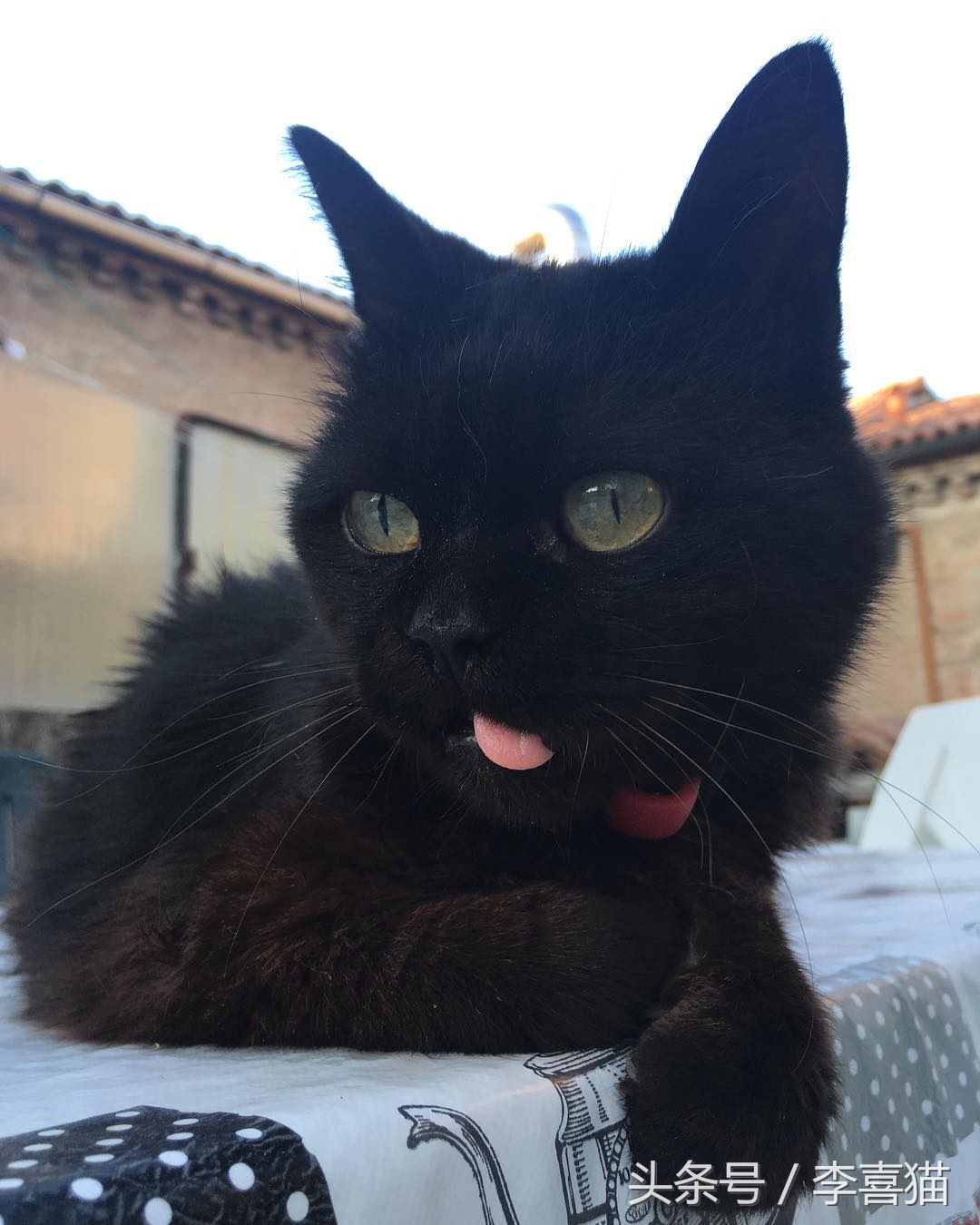 猫咪像狗一样吐舌头正常吗,猫咪怎么像狗一样吐舌头