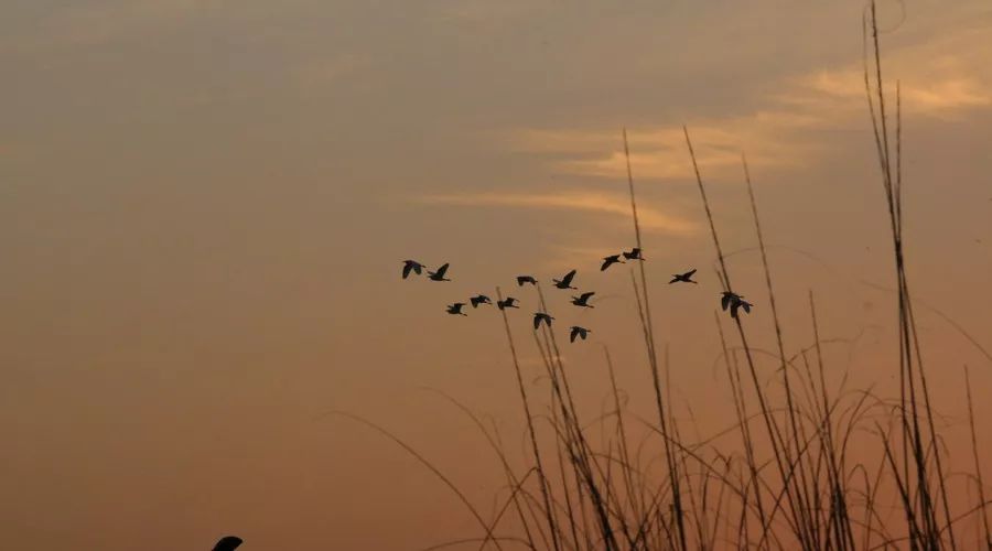 桂花香，残荷，银杏，宁波的秋天