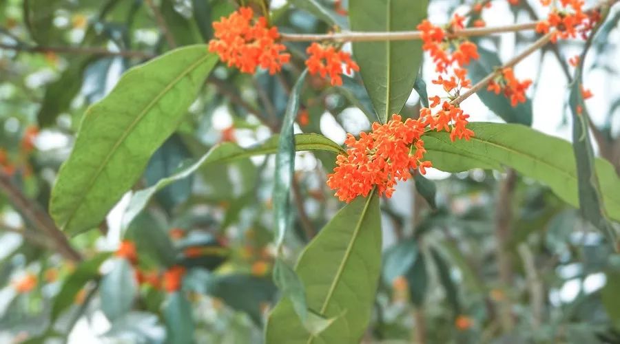 桂花香，残荷，银杏，宁波的秋天