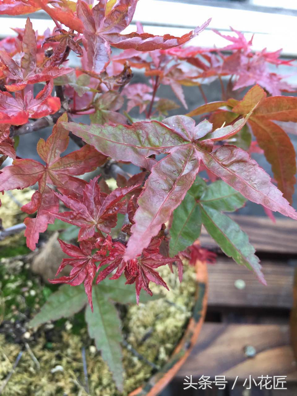 红枫部分叶片焦叶,红枫为什么叶子容易干尖