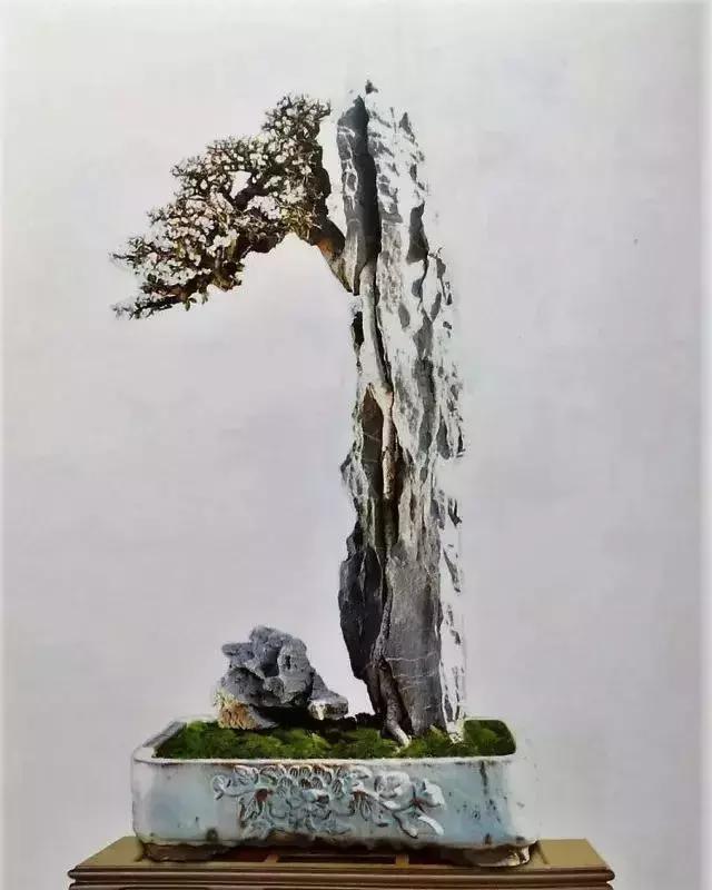 百看不厌的盆景欣赏,盆景欣赏难得一见的绝美盆景艺术