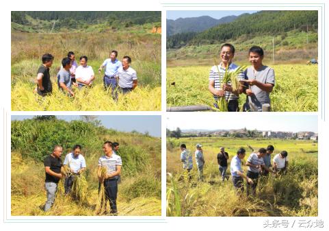 江西农大教授种出38色油菜,农业专家来到苞米地