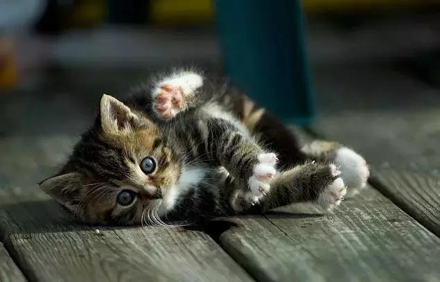 福懋动物医院好不好,福懋动物医院有疫苗打吗