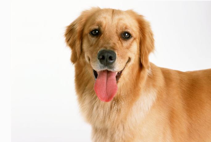 西安禁止养34种犬包括金毛吗,金毛为什么禁止养藏獒