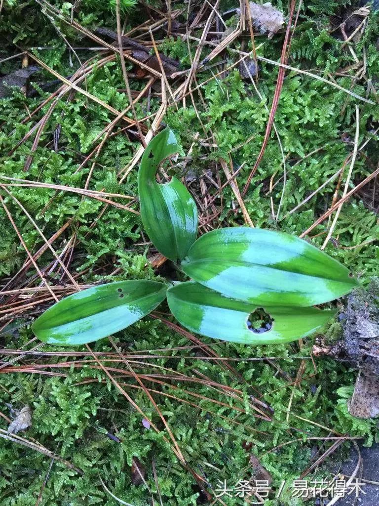 兔耳兰珍稀品种花,什么兰花叶子是兔耳兰
