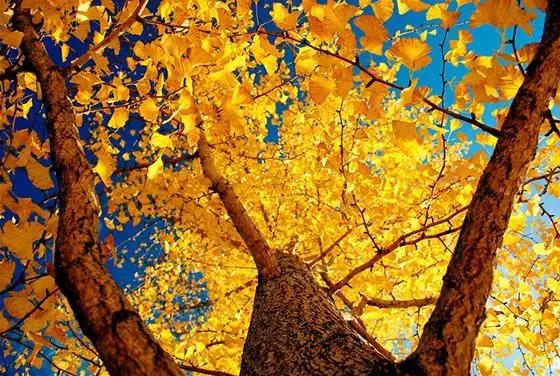 最佳银杏观赏地是哪儿,银杏观赏地点在哪里