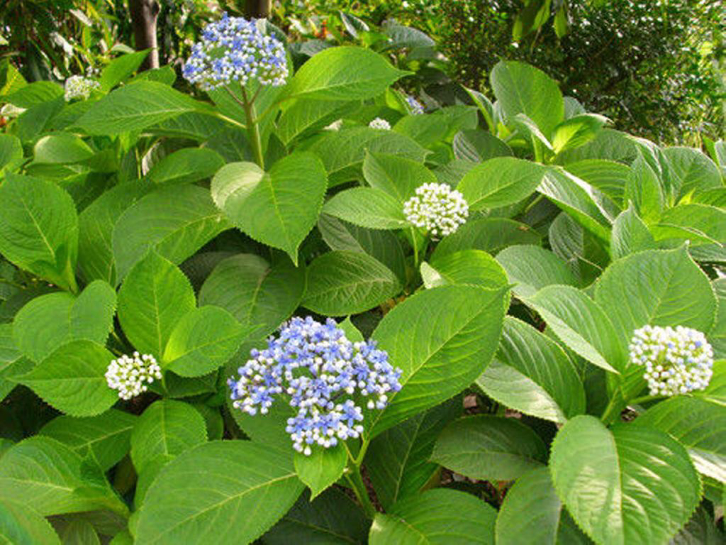 中药材常山还叫什么,中药材常山批发